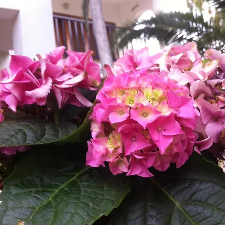 Lejlighed Santa Catalina *