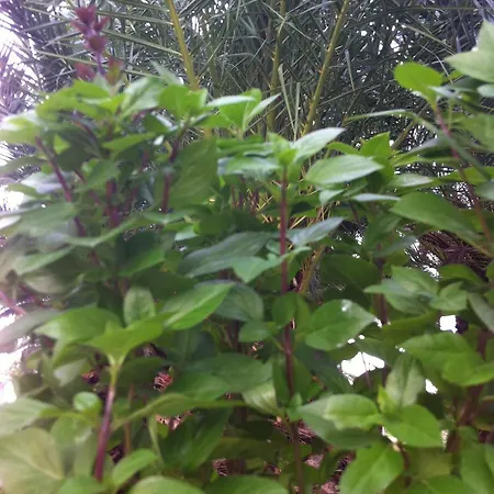 Santa Catalina Lejlighed Kalyves Polygyrou