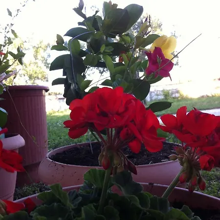 Lejlighed Santa Catalina