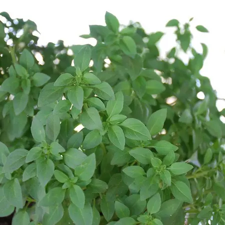 圣卡塔利娜公寓 公寓