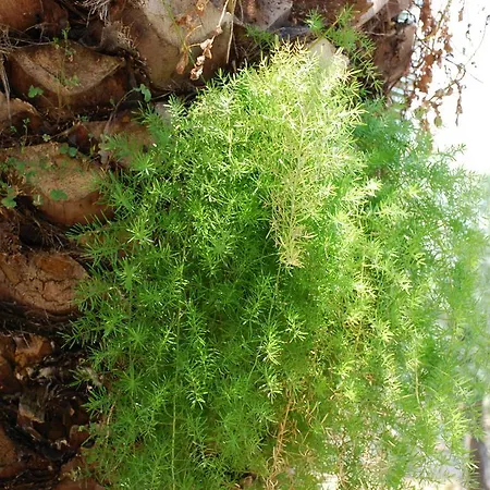 圣卡塔利娜公寓 *