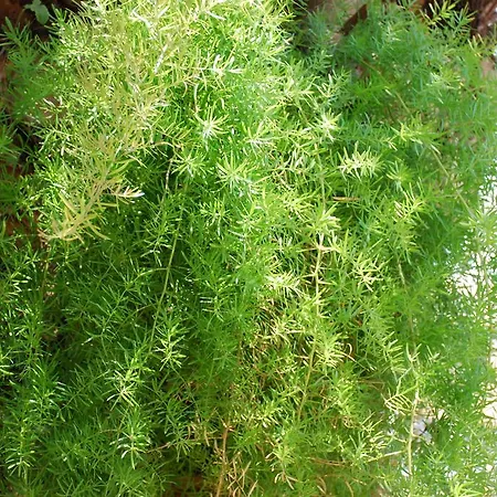 圣卡塔利娜公寓 * Kalyves Polygyrou