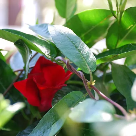 圣卡塔利娜公寓 * Kalyves Polygyrou