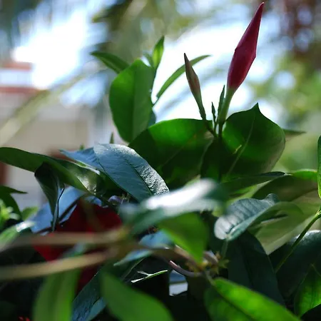 公寓 圣卡塔利娜公寓