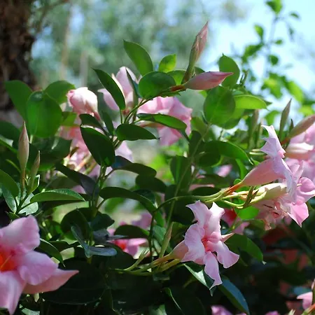 圣卡塔利娜公寓 公寓 *