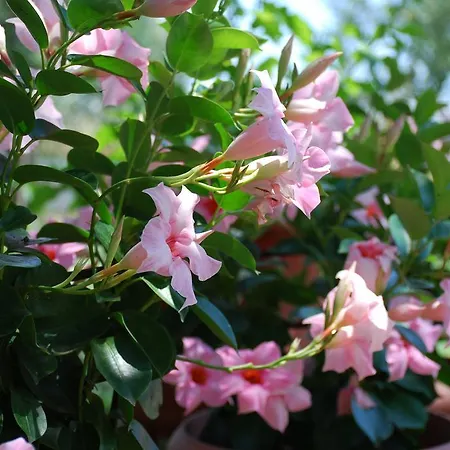 公寓 圣卡塔利娜公寓