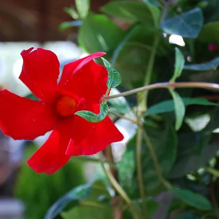 圣卡塔利娜公寓 公寓