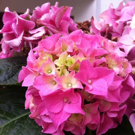 圣卡塔利娜公寓 * Kalyves Polygyrou