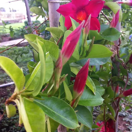 公寓 圣卡塔利娜公寓 *