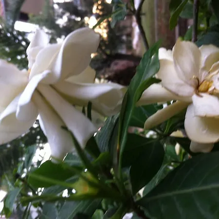 公寓 圣卡塔利娜公寓